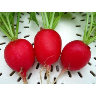 Gói 200 Hạt giống củ cải đỏ mini