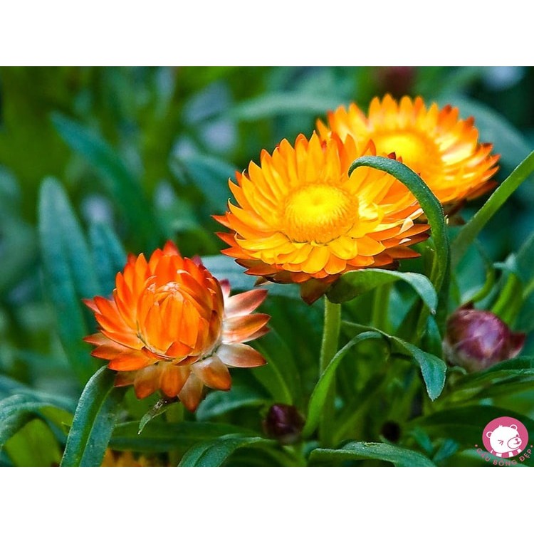 Gói 100 hạt hoa giống cúc bất tử mix màu, Hạt giống hoa cúc bất tử siêu hoa nhiều màu
