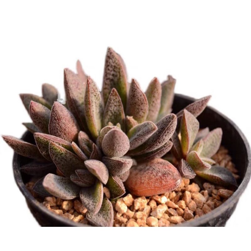 Sen Crassula Justus Corderoy
