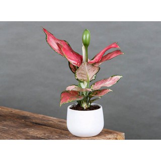 Cây Vạn Lộc Đỏ Chậu Sứ Tròn vuông