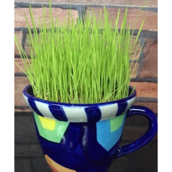 Hạt giống mầm lúa mạch 20gr