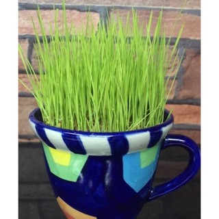 Hạt giống mầm lúa mạch 20gr