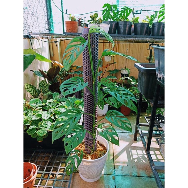 Cây lá lỗ đột biến adansonii var adansonii