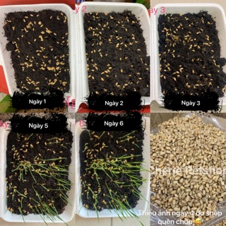 Cỏ mèo gói 100g