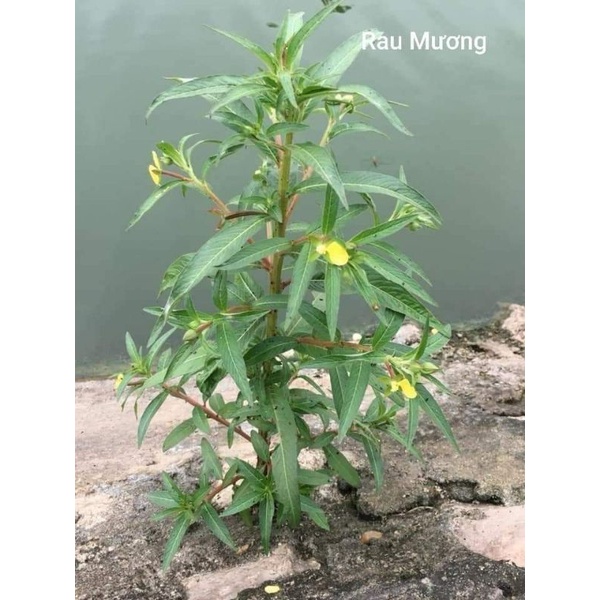 1 kg Cây Rau Mương (hỗ trợ dạ dày .đại tràng.nhiễm vi khuẩn HP)