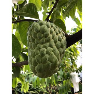 cây giống na thái cao 60cm