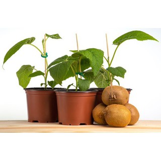 Hạt giống kiwi
