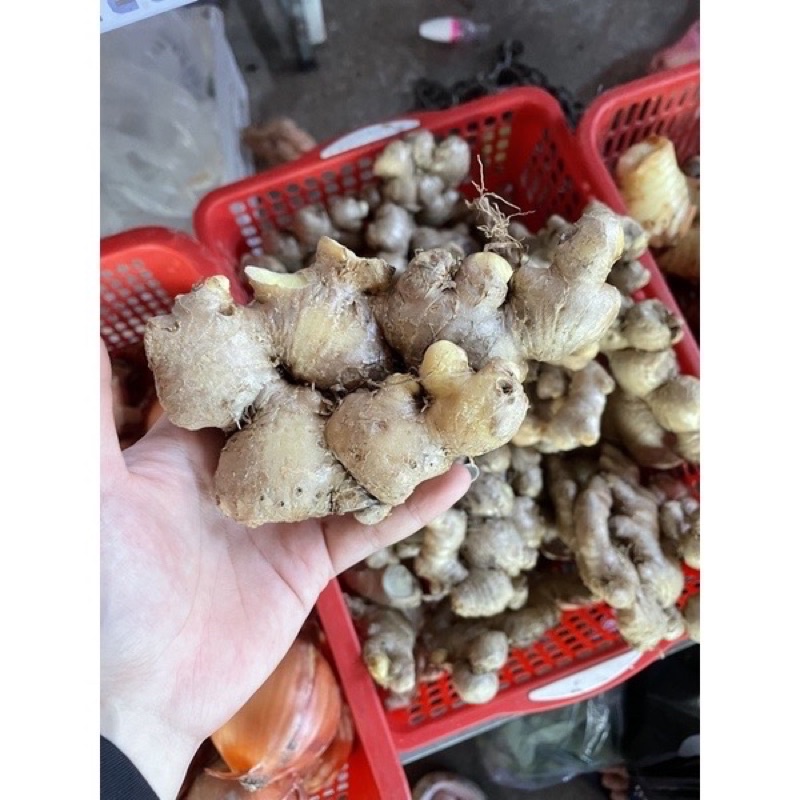 1/2 kg gừng già tươi loại 1