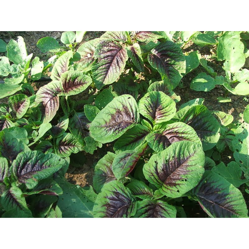 (10 gram) hạt giống rau dền ba màu ( dền khoang)