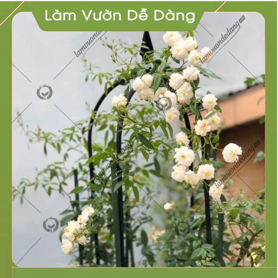 Khung Đỡ, Giá Đỡ Hoa Hồng Leo, COMBO 2 KHUNG HOA THÁP CHUÔNG 1.6M