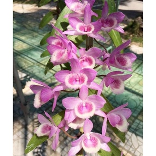 hoa lan phi điệp mix màu