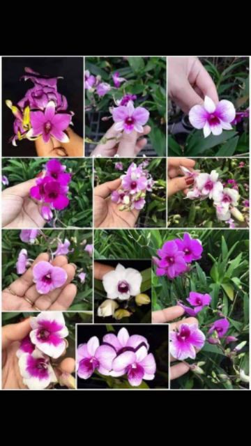 Denro mini chậu lớn đang nụ