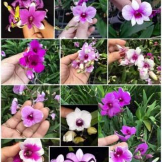 Denro mini chậu lớn đang nụ
