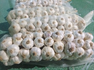 Tỏi chùm Phan Rang