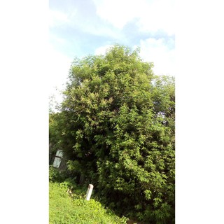 Lá Ngũ Trảo tươi (1kg)