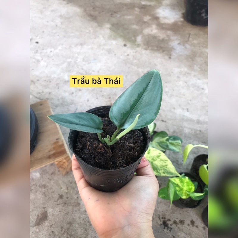 caykiengsadec - combo 8 loại trầu bà - hoa kiểng lá trang trí nội thất cảnh quan sân vườn ngoài trời