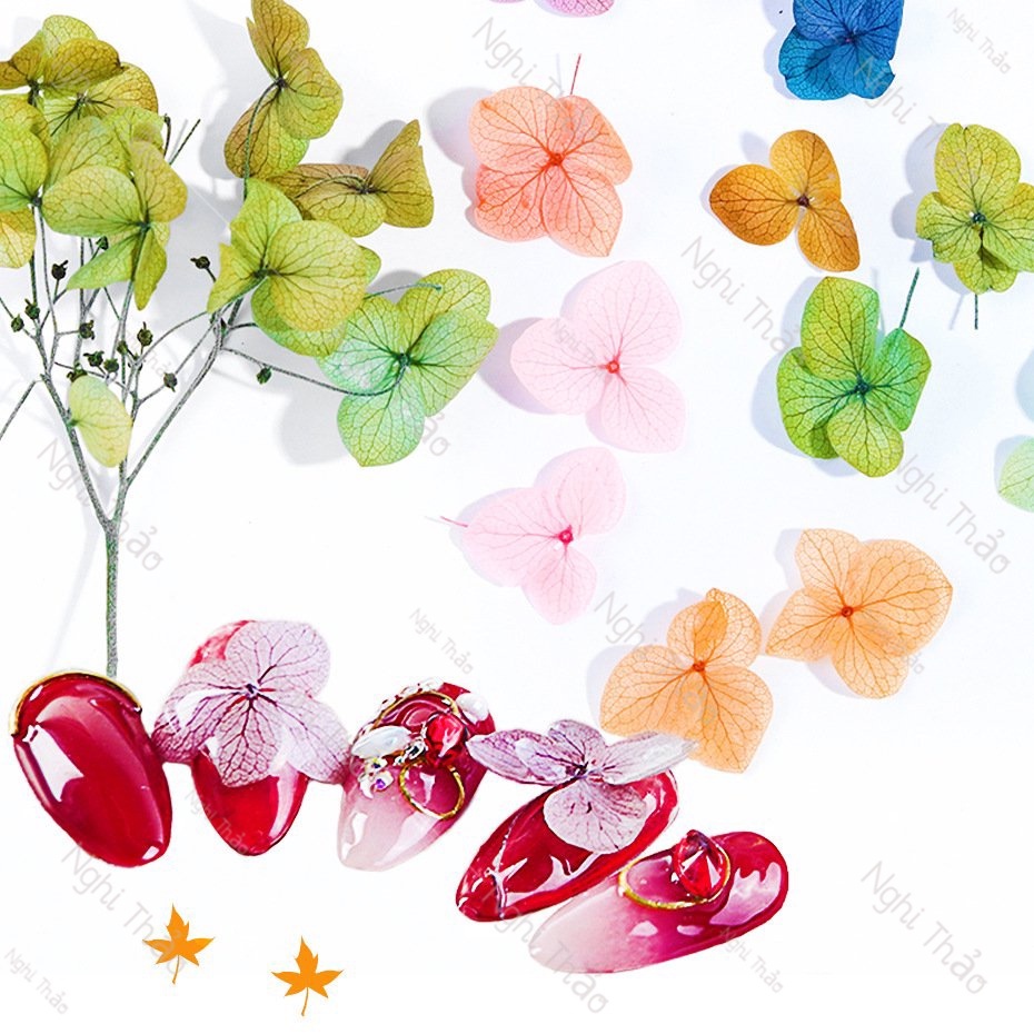 Hoa khô nail trang trí móng cánh to 7 màu