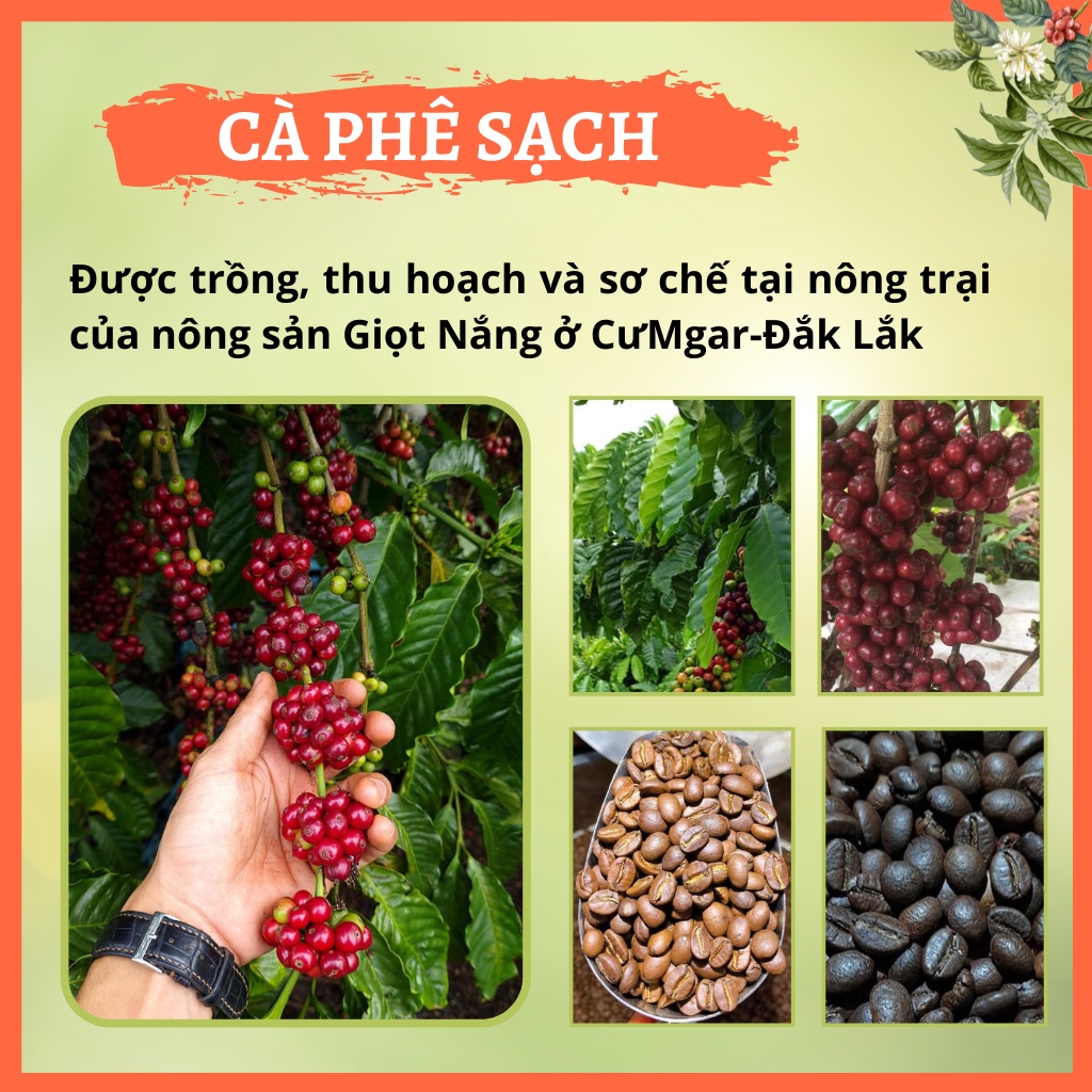 Cà phê Robusta Honey nguyên chất, cafe rang xay espresso và pha phin đậm vị thơm nồng từ GIỌT NẮNG COFFEE