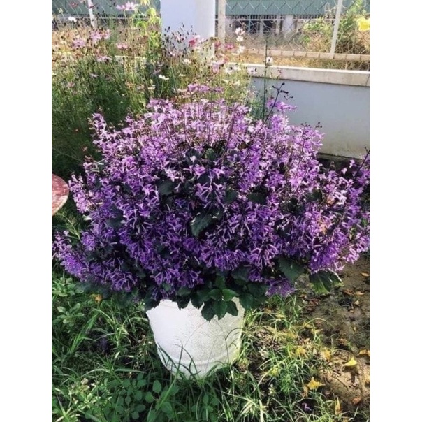 Hoa Mona Lavender (cây giống)