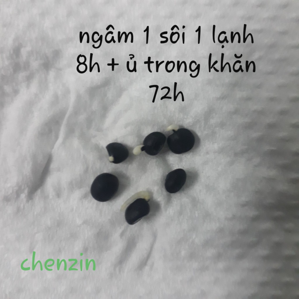 [Seeds] Hạt giống Măng Tây xanh/ Măng tây tím_gói 0.2gr (khoảng 15 hạt)