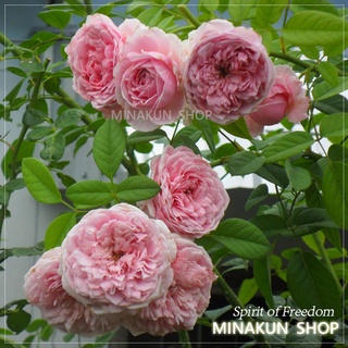 Hoa hồng ngoại Spirit of Freedom - MinaKun Shop