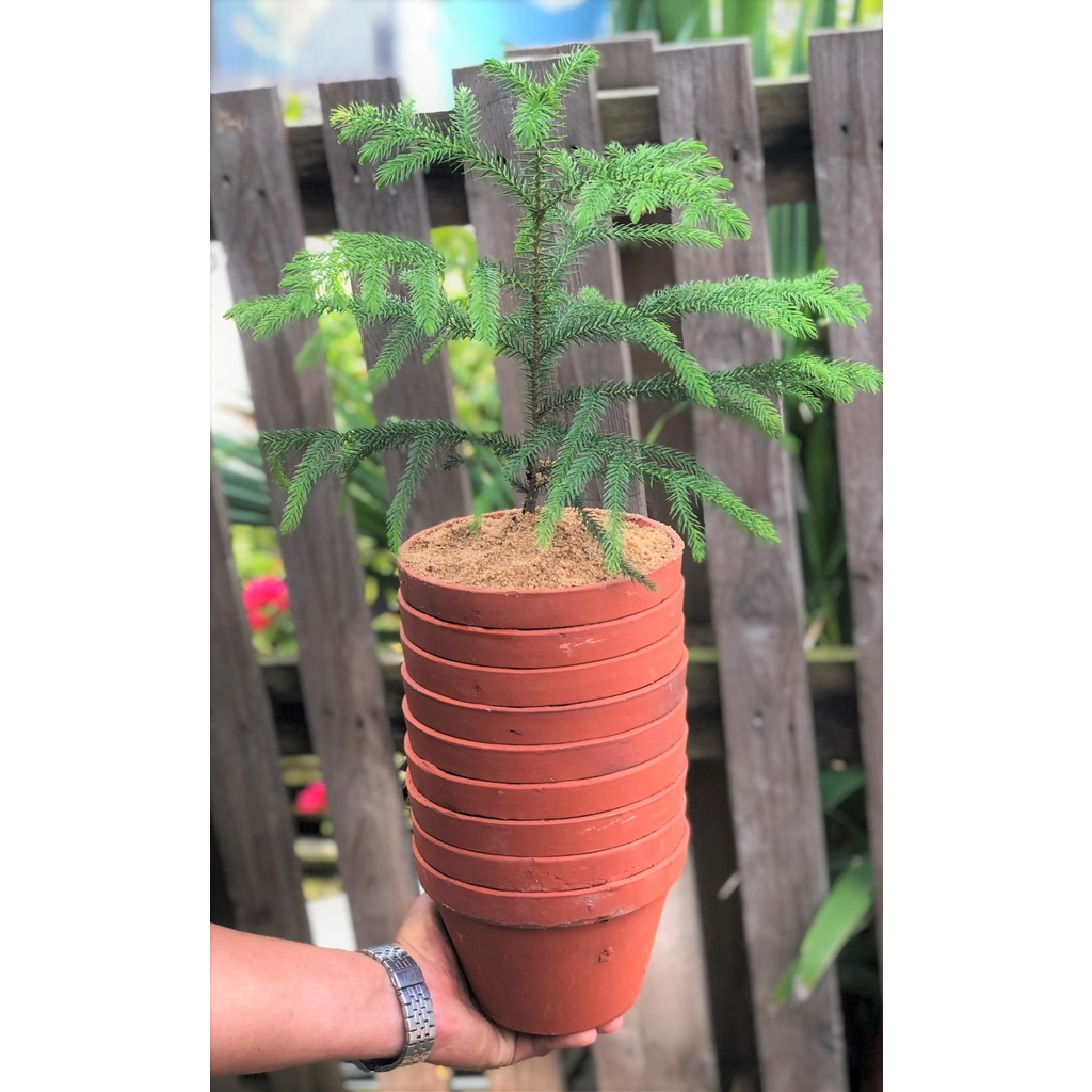 Bộ 10 chậu đất nung trồng lan trồng cây số 2 rộng 16,5cm x cao 11cm