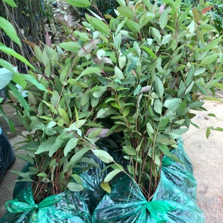 Cây giống bạch đàn đỏ giống cao sản(combo10 cây) sdt 0398146869