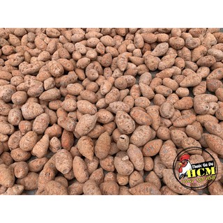 Củ Nghệ Đỏ (Nghệ Xà Cừ) Cho Gà Đá Cao Cấp