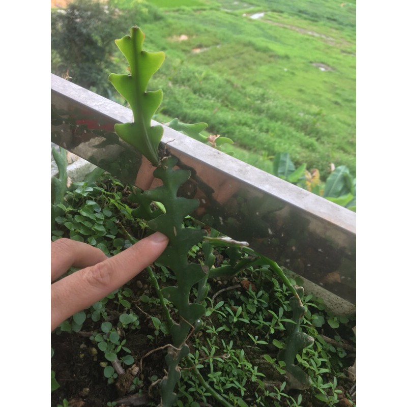 Quỳnh Mexico, quỳnh đỏ