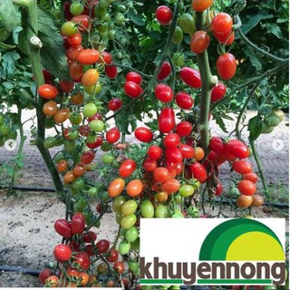 30 hạt giống cà chua chuỗi ngọc