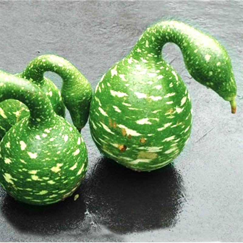 Hạt giống bầu thiên nga cao sản F1