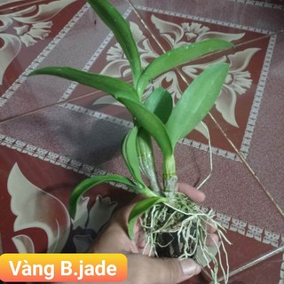 dendro vàng jade