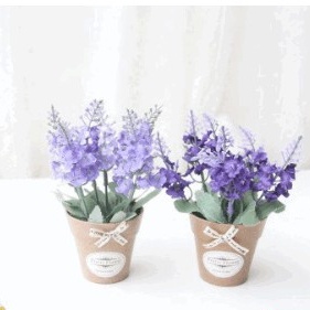 Chậu hoa lavender nhỏ xinh