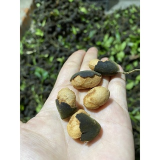 Trái say nhung đặc sản tây nguyên