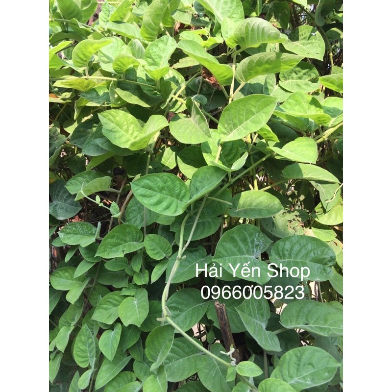 Lá Mơ Tươi_khô_cây giống