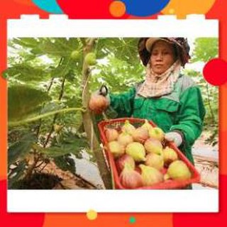 HẠT GIỐNG SUNG MỸ GÓI 10 HẠT