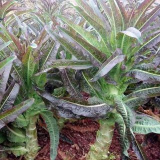 Gói 5 gr hạt giống rau diếp tây