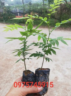 Combo 10 cây sưa đỏ giống