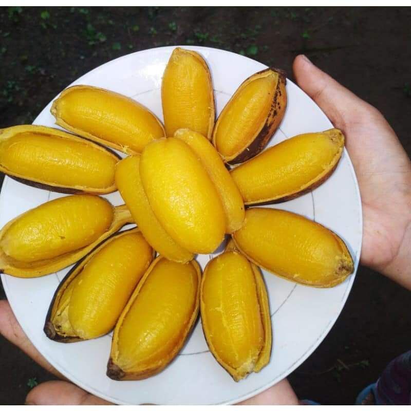 CÂY GIỐNG CHUỐI SÁP NGHỆ SIÊU SỚM