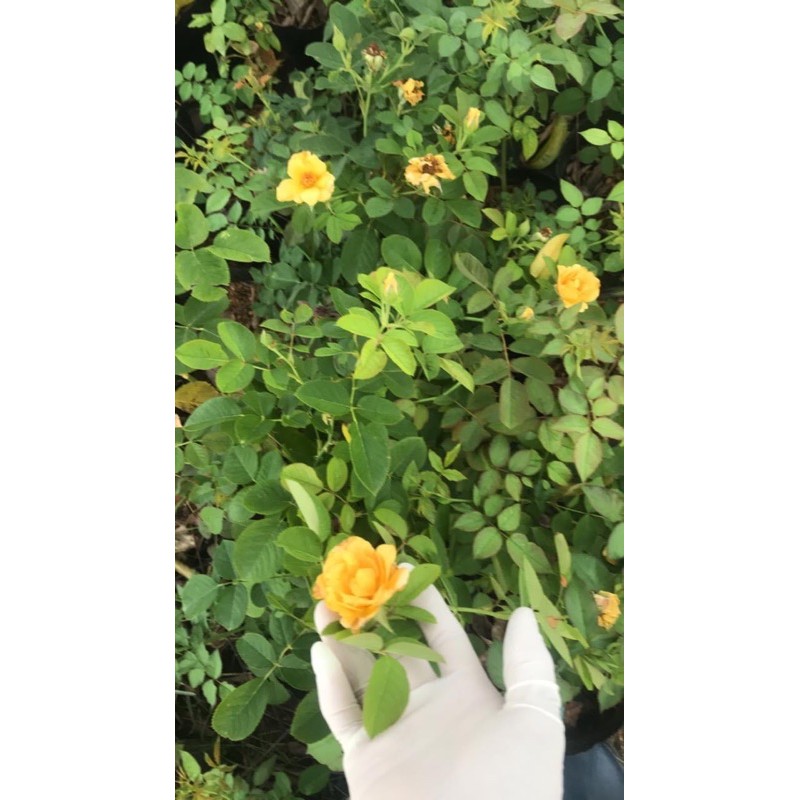 Chậu cây hoa vàng lemon drop