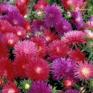 Hạt giống hoa cúc magic mix