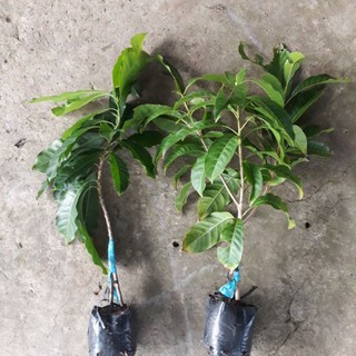Cây giống Vú sữa hoàng kim