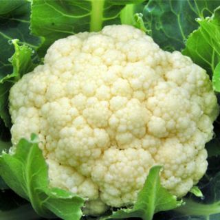Hạt giống bông cải trắng
