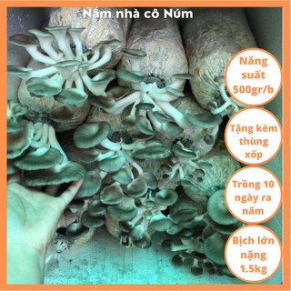 Bịch giống trồng nấm BÀO NGƯ XÁM bịch nhò , Bịch phôi giống nấm bào ngư xám bịch nhỏ