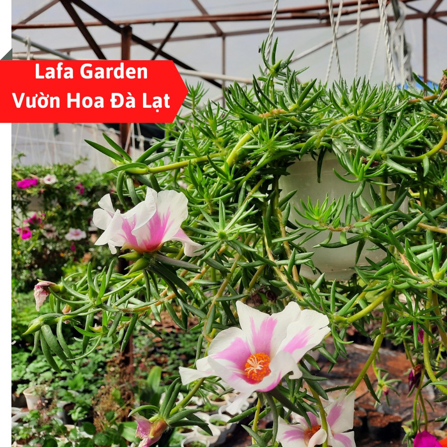 Cành giống cây hoa mười giờ Mỹ có bầu rễ,cành hoa to, màu sắc đẹp cây dễ trồng LAFA GARDEN