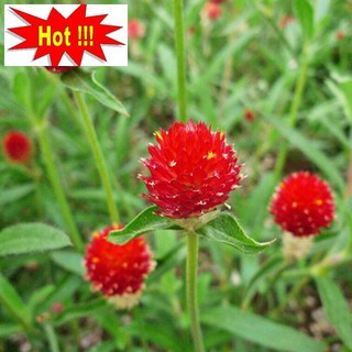 50 H - HẠT GIỐNG CÚC NÚT ÁO ĐỎ