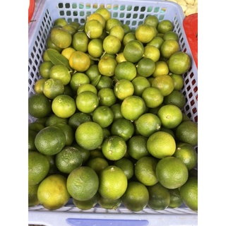 Tắc tươi vườn nhà