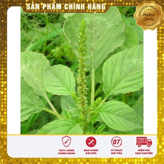 Hạt giống rau dền xanh cao sản