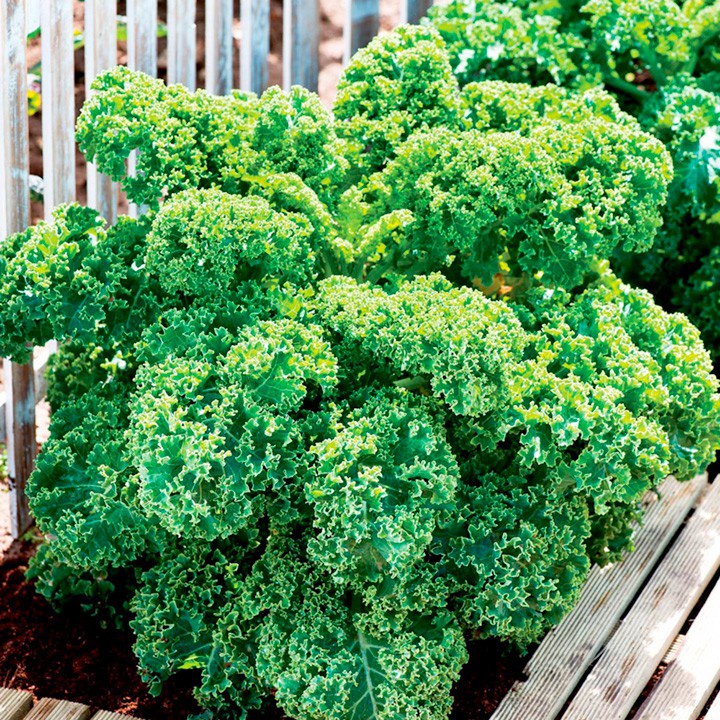 Hạt Giống Cải Xoăn Kale Dễ Trồng, Năng Suất Cao