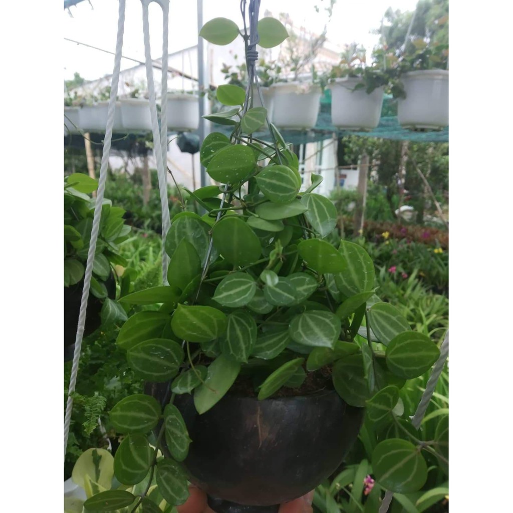 Lá đồng tiền